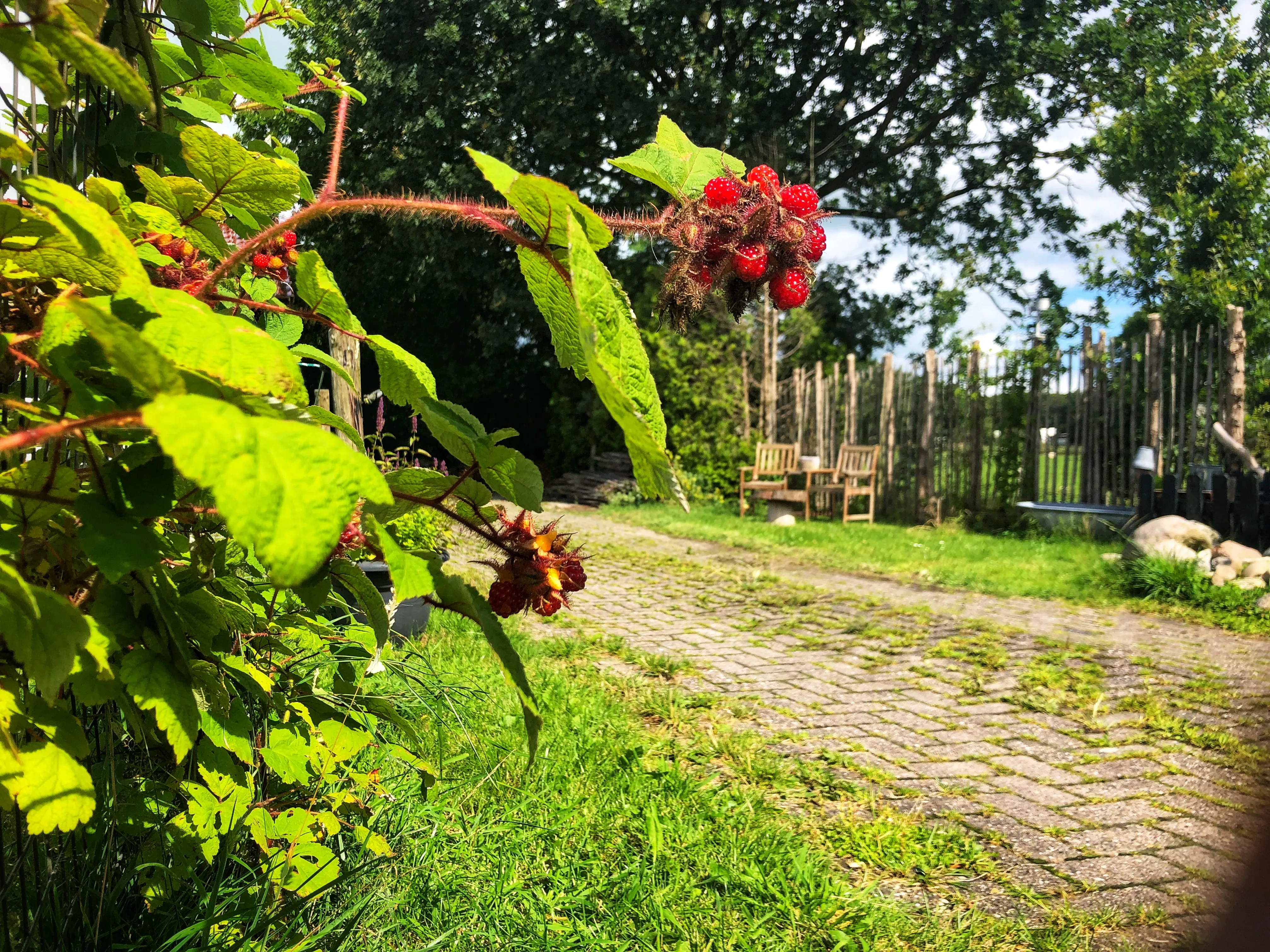 Zonnig tuinpad met frambozenstruik en houten bankje op het erf