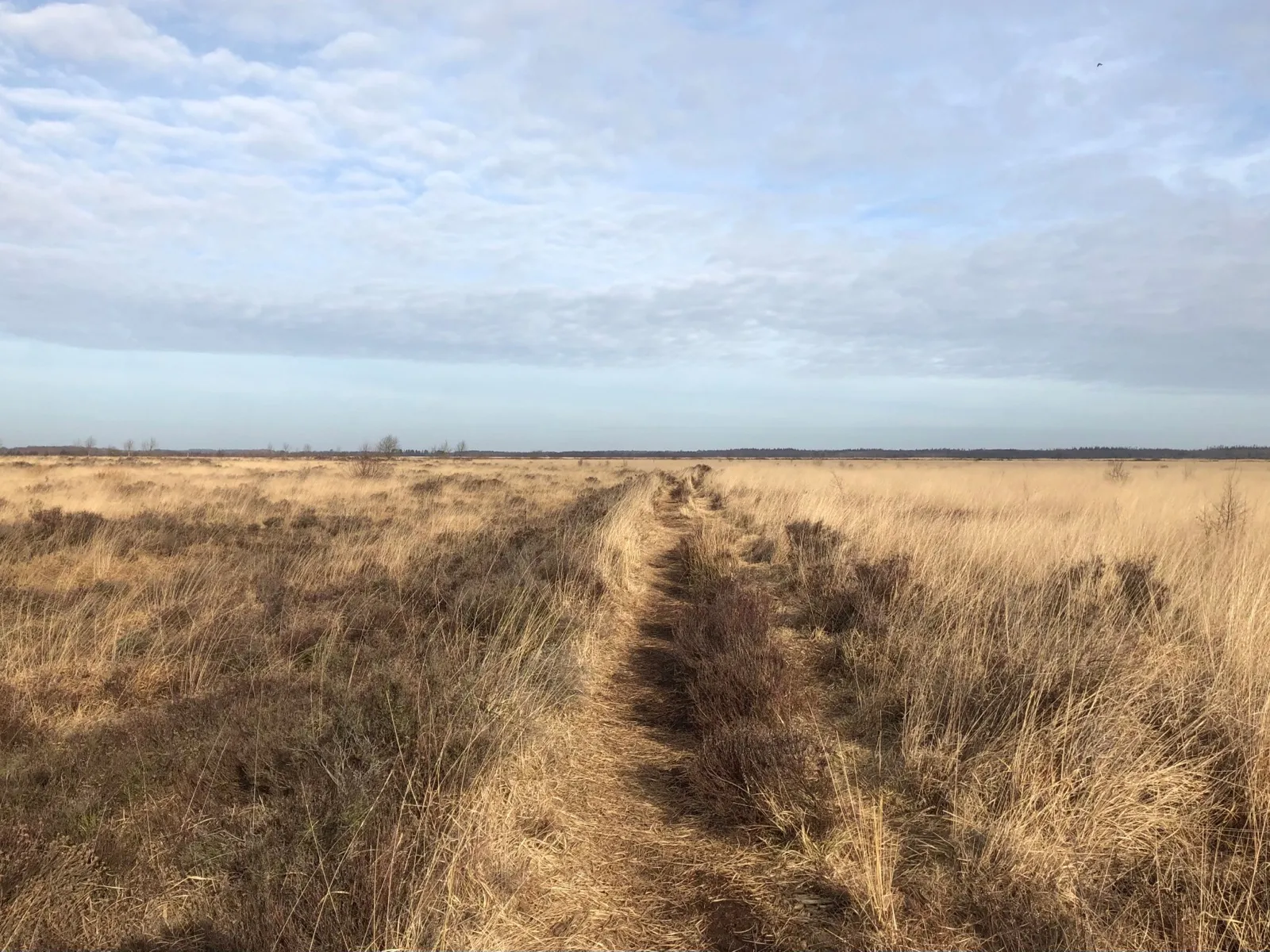 Smal pad door het weidse hoogveen van het Fochteloërveen met goudkleurig riet en een grote lucht