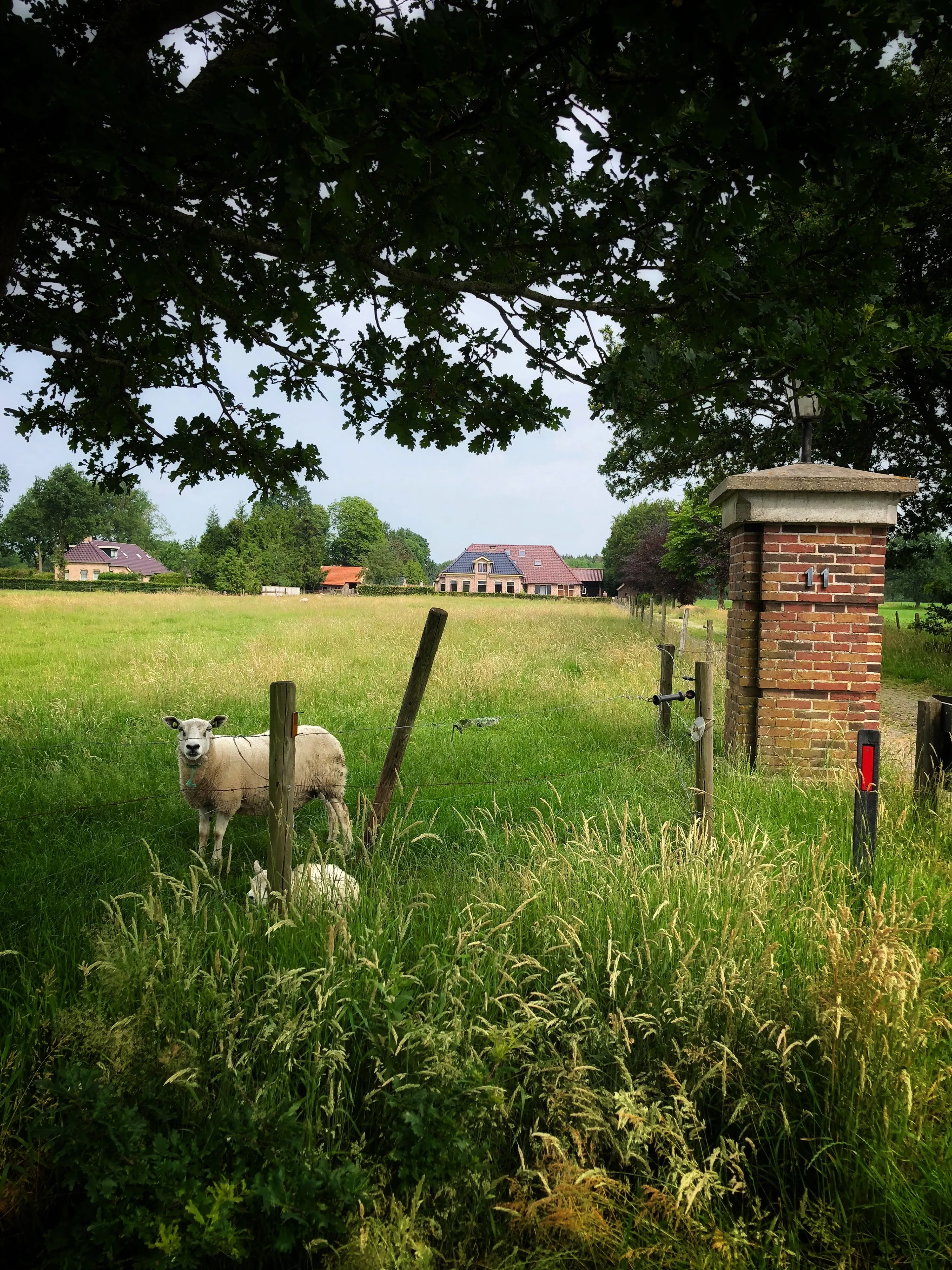 De boerderij van B&B Zandhuizen met weiland en schapen in het Friese landschap