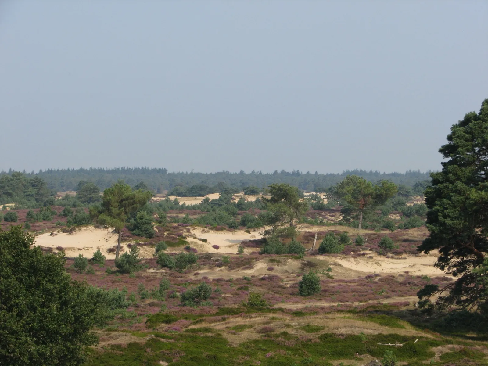 Het weidse stuifzand- en heidelandschap van de Kale Duinen in het Nationaal Park Drents-Friese Wold