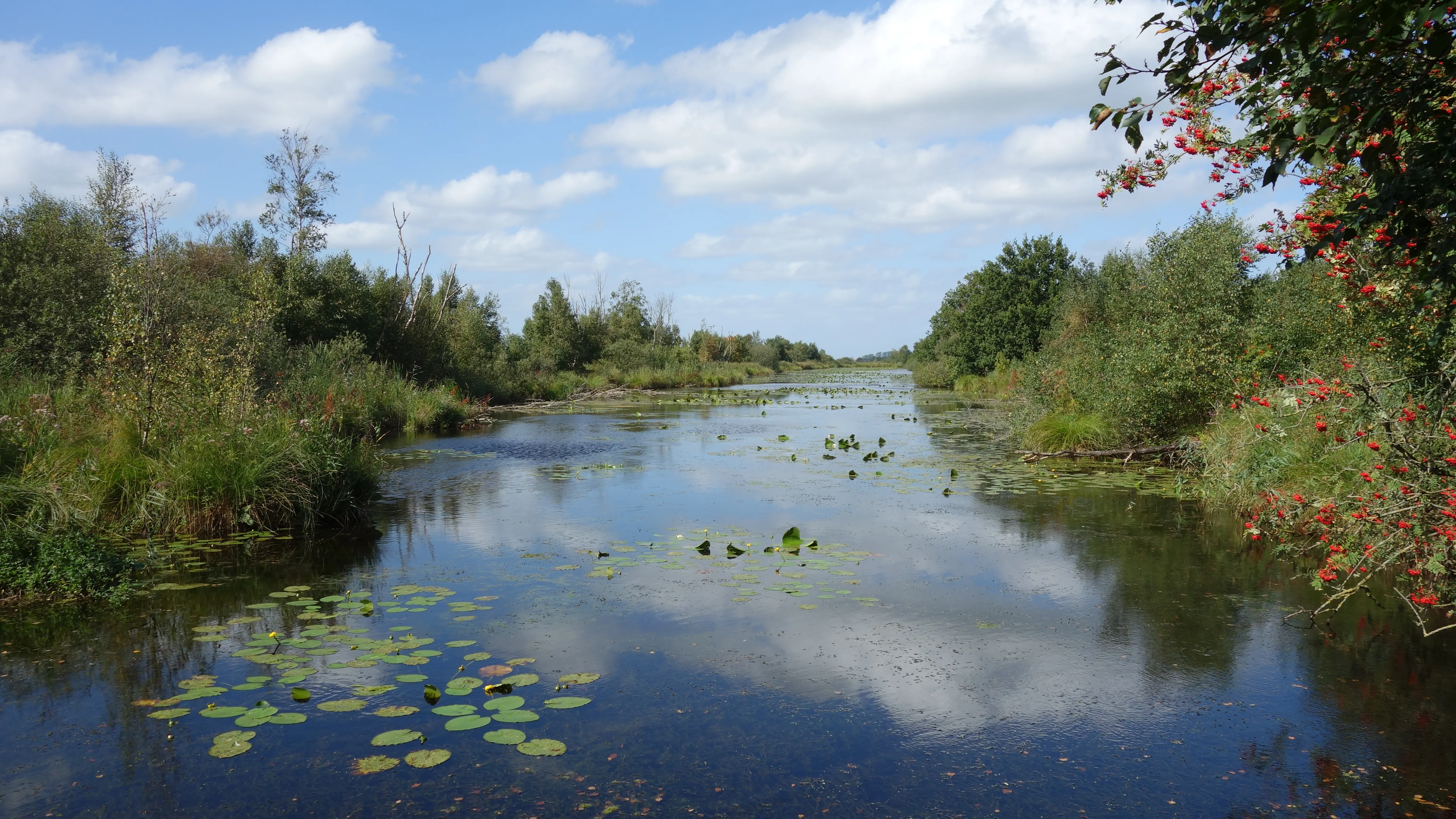 Rustig water met waterlelies en riet in de Lindevallei
